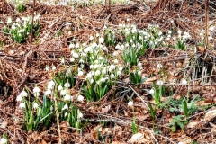 1_PHOTO_20170308_124307-1