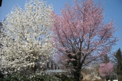 Frühjahrsblüten