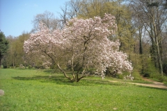 Magnolienblüte